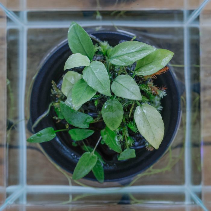 plants design