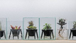 plants design