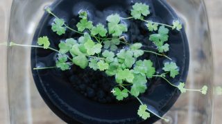 plants design